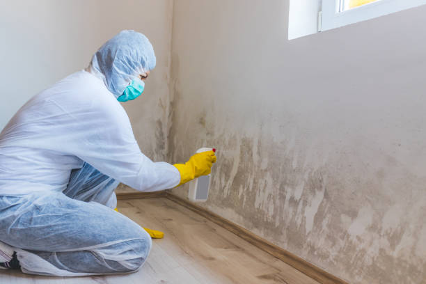 Licensed Mold Testing service in Hawthorne, FL - WQB Mold Removal