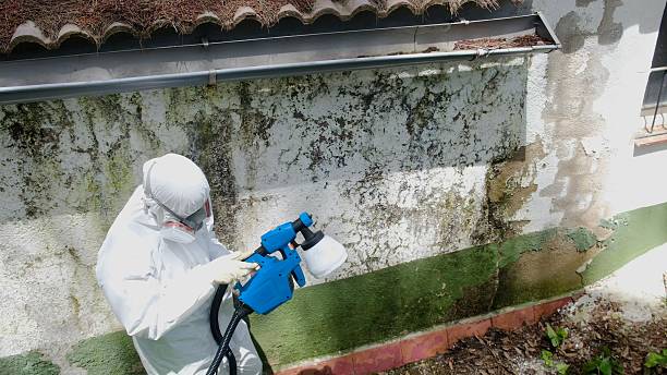 Top rated local Mold Testing specialists in Hawthorne, FL